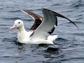 Royal Albatross