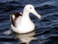 Royal Albatross