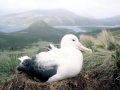 Royal Albatross