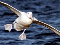 Royal Albatross
