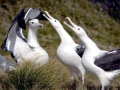 Royal Albatross