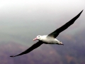 Royal Albatross