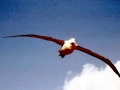 Royal Albatross