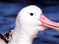 Royal Albatross