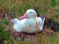 Royal Albatross