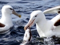 Royal Albatross