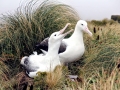 Royal Albatross