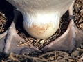 Royal Albatross