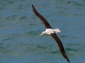 Royal Albatross