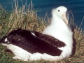 Royal Albatross