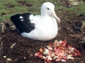 Royal Albatross