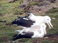 Royal Albatross