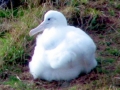 Royal Albatross