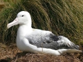 Royal Albatross