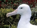 Royal Albatross