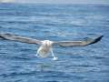 Royal Albatross