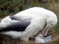 Royal Albatross