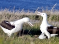 Royal Albatross