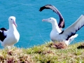 Royal Albatross