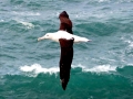 Royal Albatross
