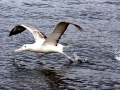 Royal Albatross