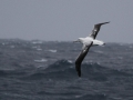 Royal Albatross