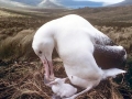 Royal Albatross