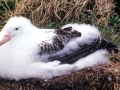 Royal Albatross
