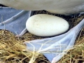 Royal Albatross