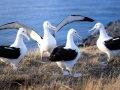Royal Albatross