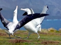Royal Albatross