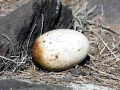 Royal Albatross