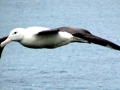 Royal Albatross