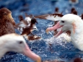 Royal Albatross