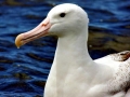 Royal Albatross