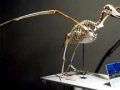 Royal Albatross