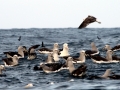 Royal Albatross