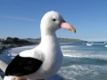 Royal Albatross