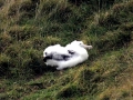 Royal Albatross