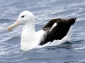 Royal Albatross