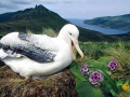 Royal Albatross