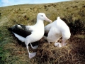 Royal Albatross