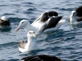 Royal Albatross