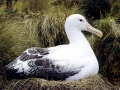 Royal Albatross