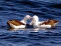 Royal Albatross