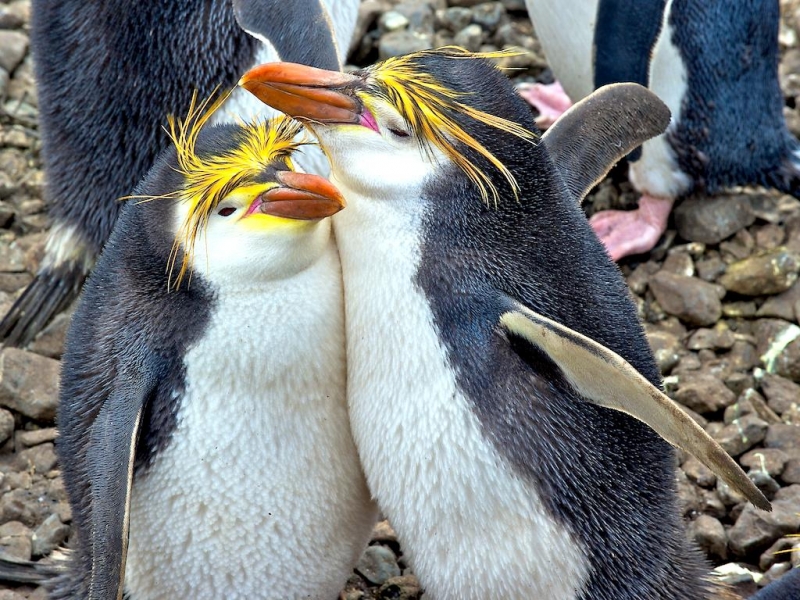 Royal Penguin