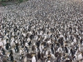 Royal Penguin
