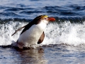 Royal Penguin