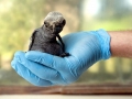 Royal Penguin