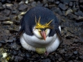 Royal Penguin
